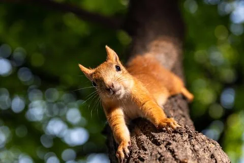 Squirrel upside down on a tree in the woods Stock Photos