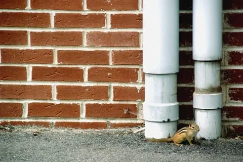 Squirrel in the urban area Stock Photos