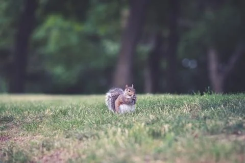 A squirrel in an urban park Stock Photos