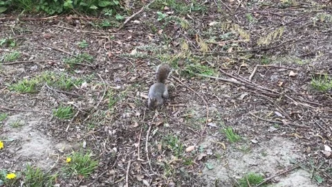 Squirrel Valentino Park, Turin. Stock Footage 182394891