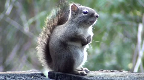 Squirrel Vancouver Island (2).m2ts Stock Footage 1085569