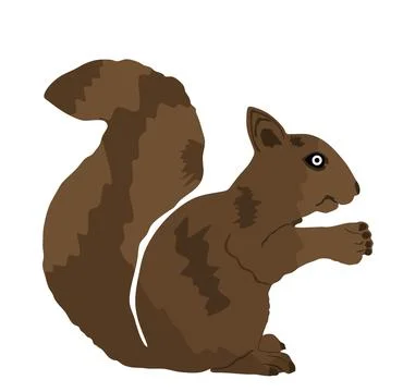 Squirrel vector illustration isolated on white Stock Illustration