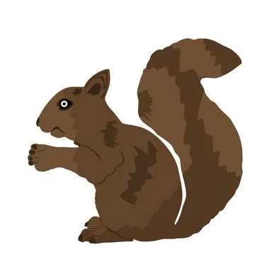 Squirrel vector illustration isolated on white Stock Illustration