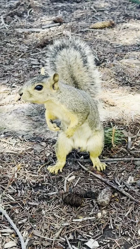 Squirrel Vertical Cell Phone Video stock 305783398