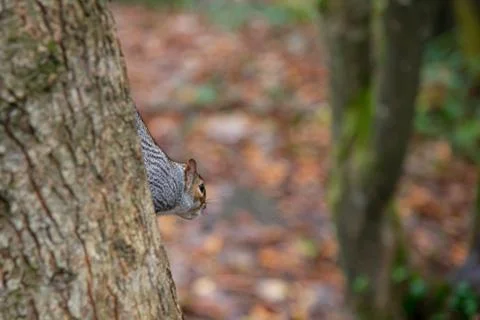 A squirrel viewed from the side whilst climbing down a tree Stock Photos