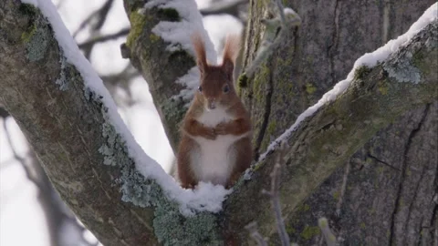 Squirrel wags his tail Stock Footage 300368551