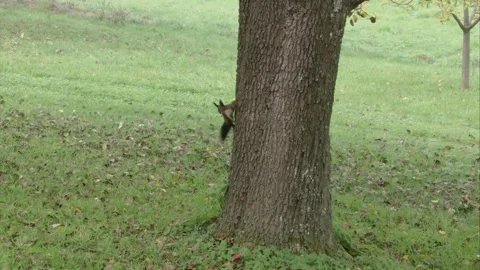 Squirrel wags his tail on a tree trunk in autumn Stock Footage 283460355