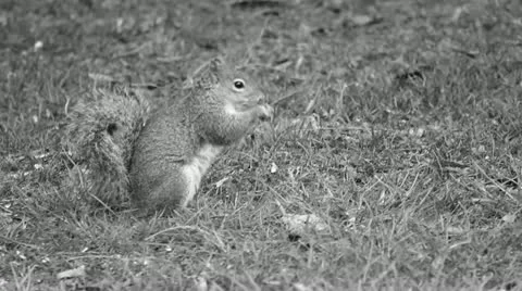 A squirrel walk black and white Video stock 22304941