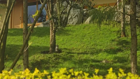 Squirrel Walking Across Grassy Slope With Daffodils 動画素材 335950438