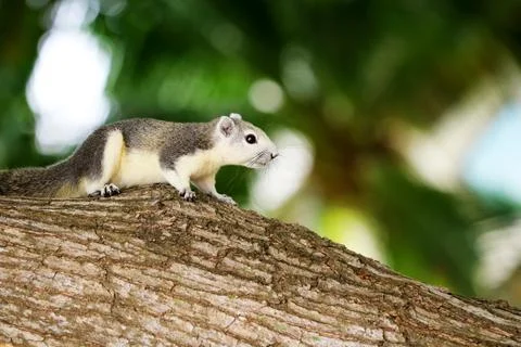 Squirrel Walking Along Tree Branch in Natural Green Forest Environment Stock-Fotos