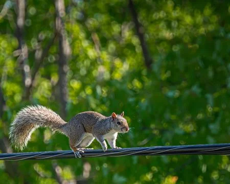 Squirrel walking on an electric wire during a summer day Stock Photos