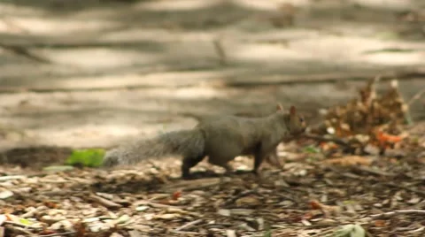 Squirrel Walking 스톡 동영상 52794709