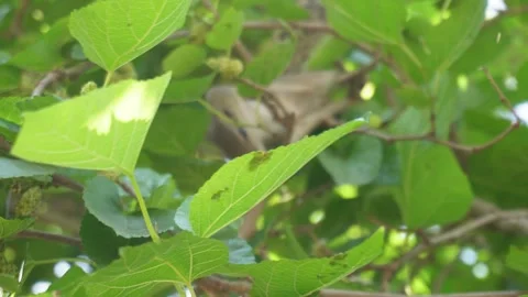 A squirrel is walking Stock Footage 304063378