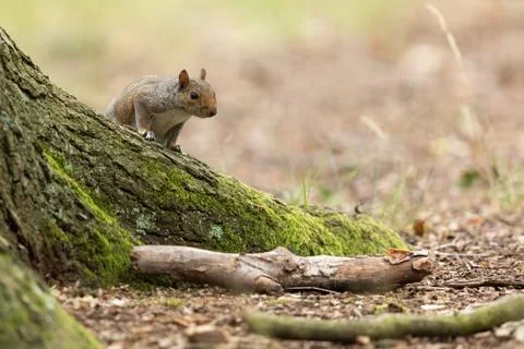 Squirrel walking in the forest Stock Photos