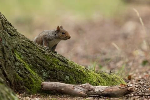 Squirrel walking in the forest Stock Photos