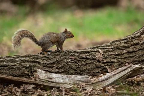 Squirrel walking in the forest Stock Photos