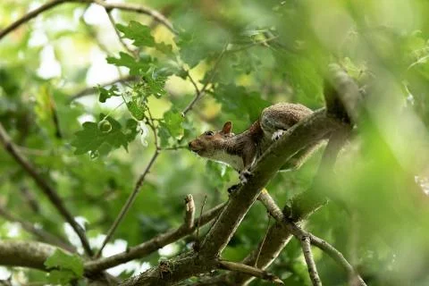 Squirrel walking in the forest Stock Photos