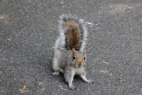 Squirrel walking on the ground looking at you Stock Photos