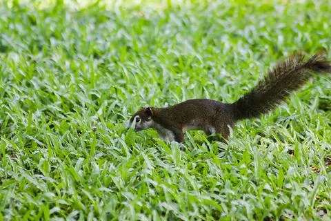 The squirrel is walking on the lawn. Stock Photos