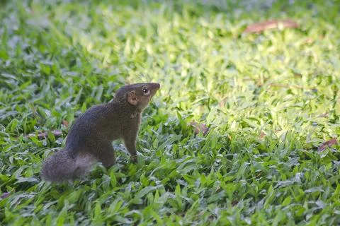 The squirrel is walking on the lawn. Stock Photos