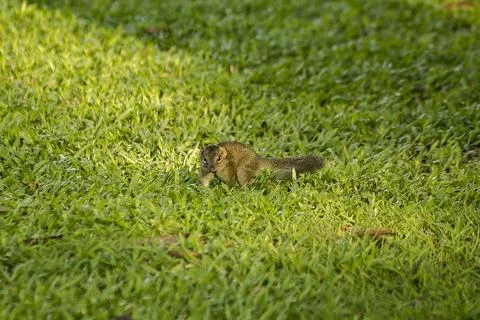 The squirrel is walking on the lawn. Stock Photos