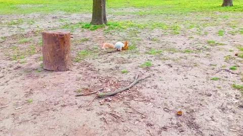 Squirrel walking in the park Stock Footage 176512633