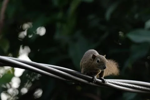 A squirrel walking on the power lines Stock Photos