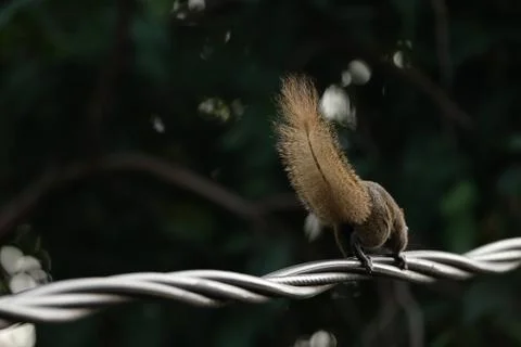 A squirrel walking on the power lines Stock Photos