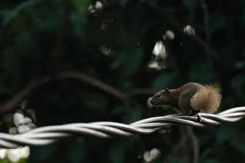 A squirrel walking on the power lines Stock Photos