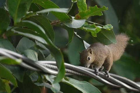 A squirrel walking on the power lines Stock Photos