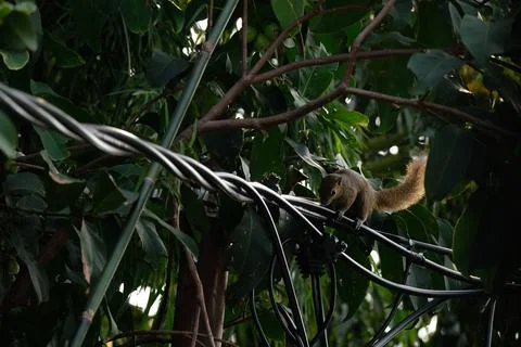 A squirrel walking on the power lines Stock Photos