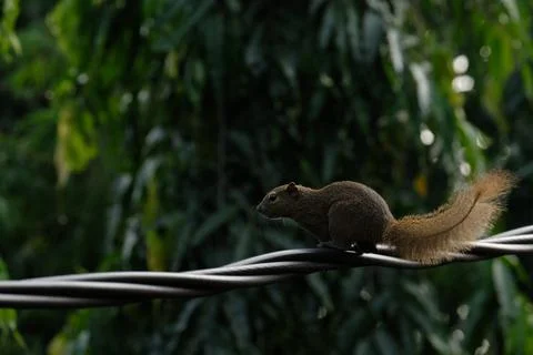 A squirrel walking on the power lines Stock Photos