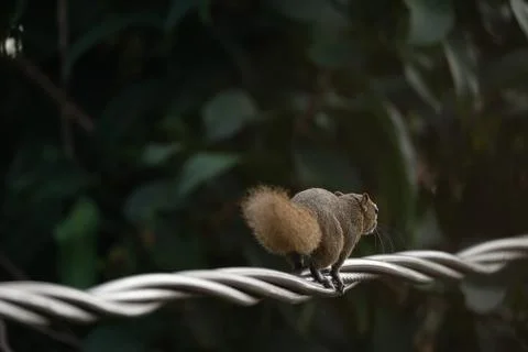 A squirrel walking on the power lines Stock Photos