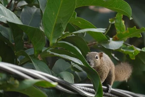 A squirrel walking on the power lines Stock Photos