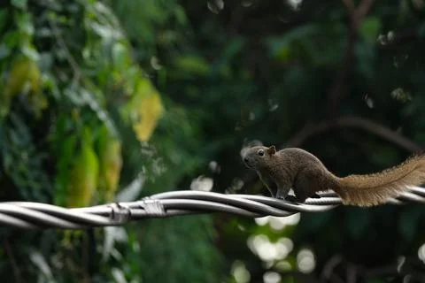 A squirrel walking on the power lines Stock Photos