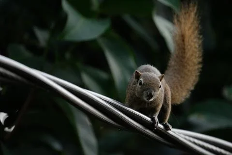 A squirrel walking on the power lines Stock Photos
