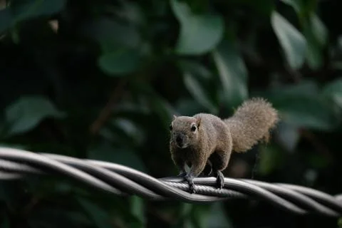 A squirrel walking on the power lines Stock Photos