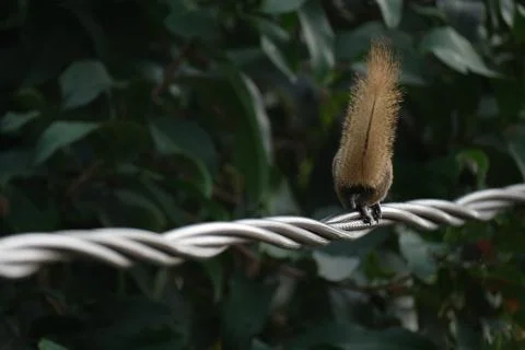 A squirrel walking on the power lines Stock Photos