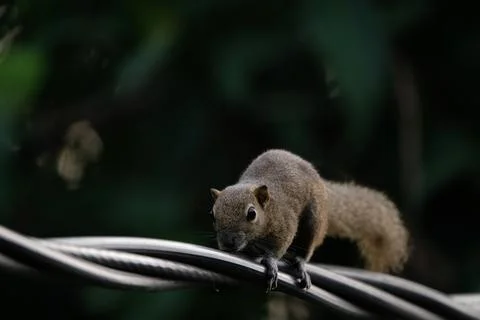 A squirrel walking on the power lines Stock Photos