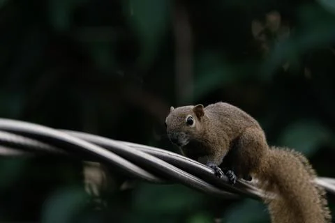A squirrel walking on the power lines Stock Photos