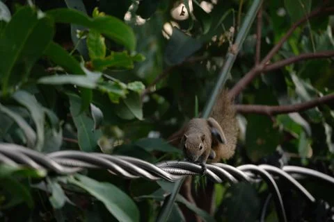 A squirrel walking on the power lines Stock Photos