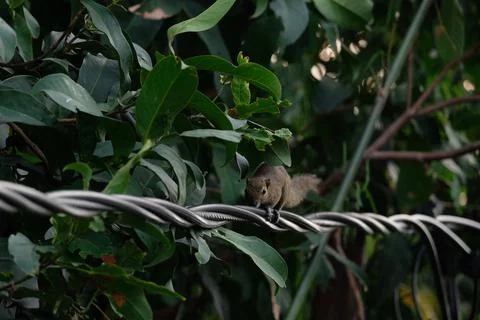 A squirrel walking on the power lines Stock Photos
