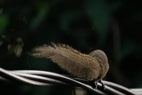 A squirrel walking on the power lines Stock Photos