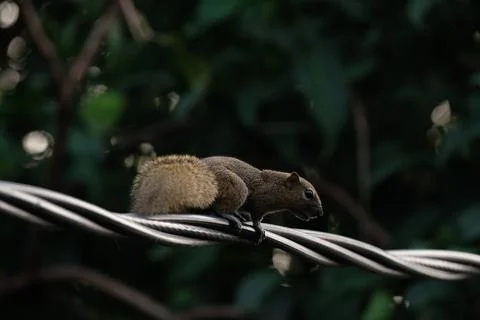 A squirrel walking on the power lines Stock Photos