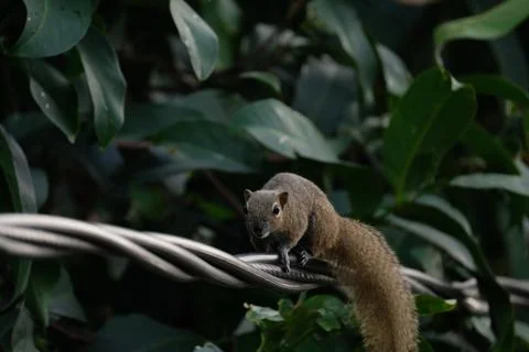A squirrel walking on the power lines Stock Photos