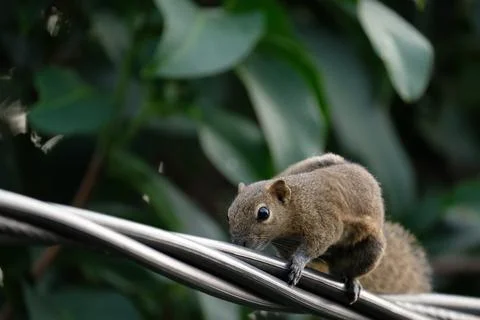 A squirrel walking on the power lines Stock Photos