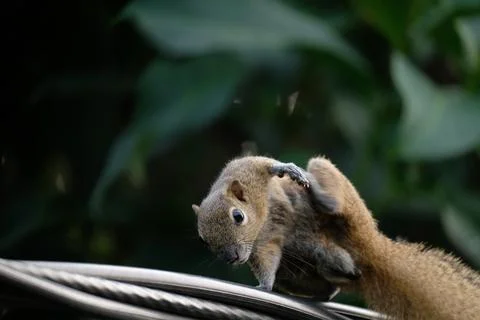 A squirrel walking on the power lines Stock Photos