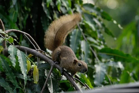 A squirrel walking on the power lines Stock Photos