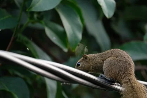 A squirrel walking on the power lines Stock Photos