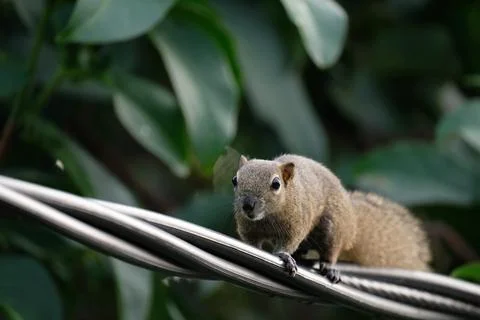 A squirrel walking on the power lines Stock Photos